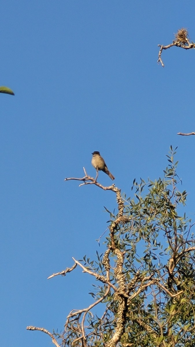 Crowned Slaty Flycatcher - ML642675654