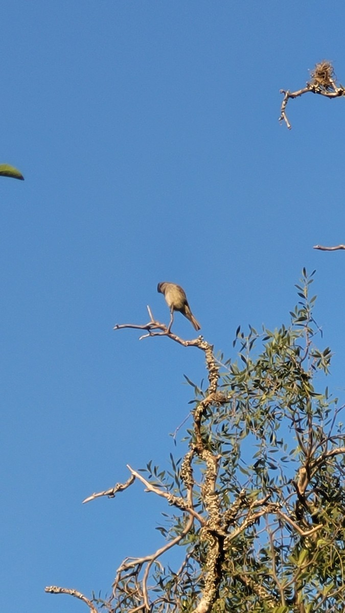 Crowned Slaty Flycatcher - ML642675655