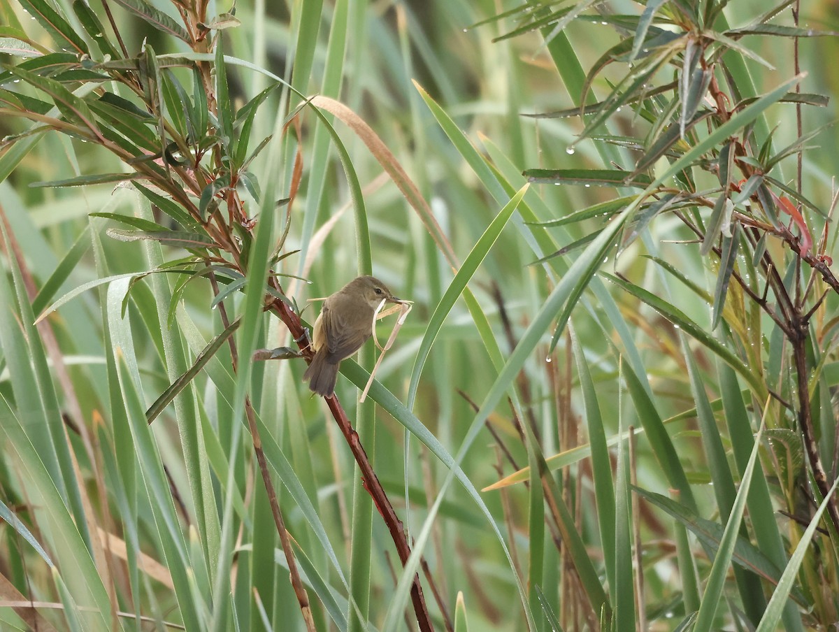 Australian Reed Warbler - ML642675660
