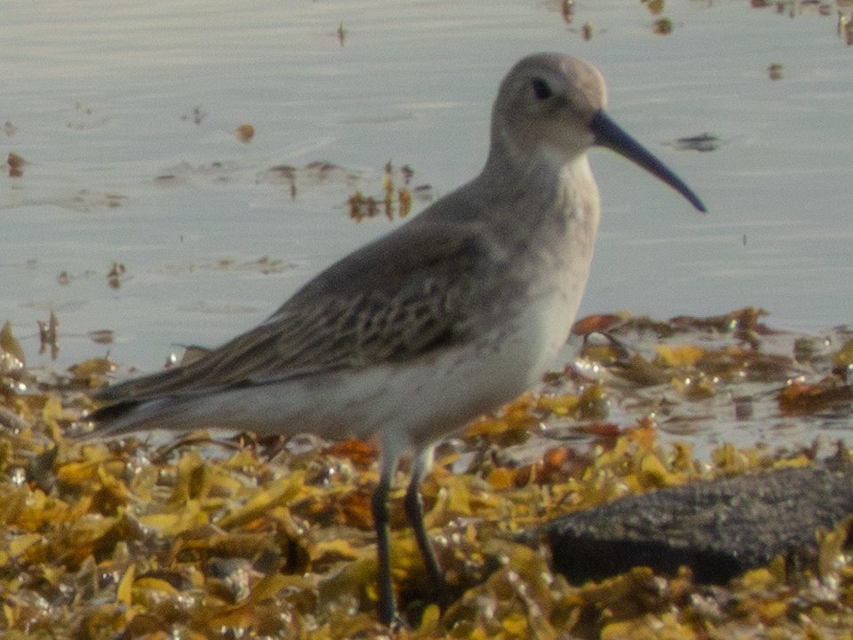 Dunlin - ML642675668