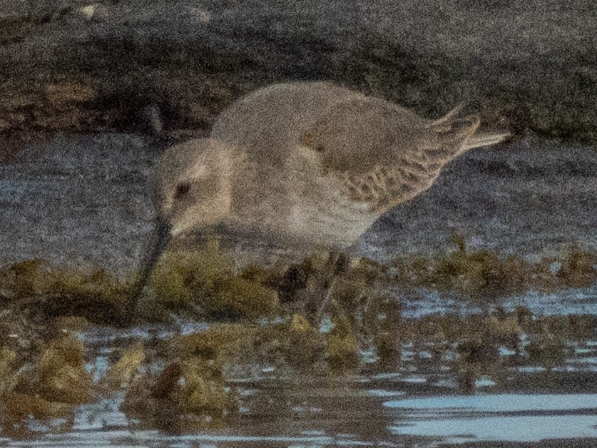 Dunlin - ML642675669
