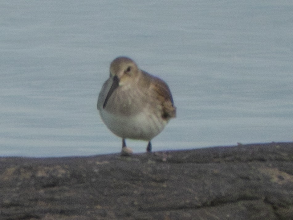 Dunlin - ML642675670