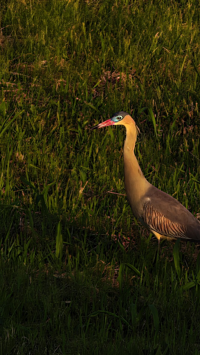 Whistling Heron - ML642675673