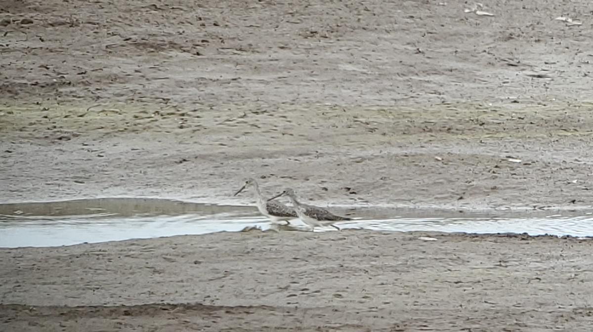 Greater Yellowlegs - ML642675674