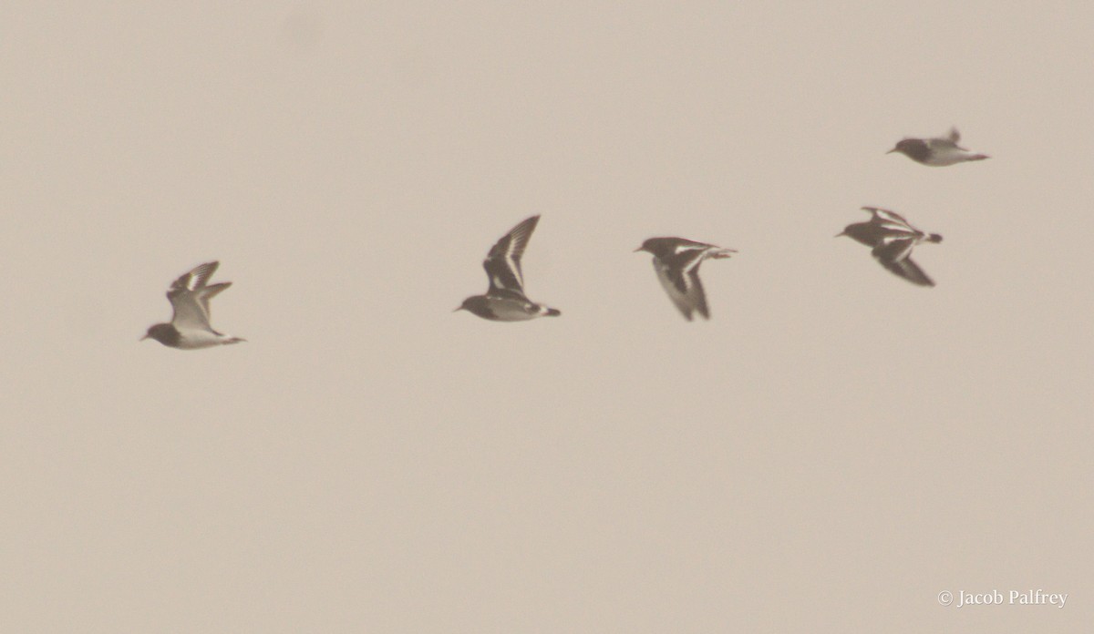 Black Turnstone - ML642675675