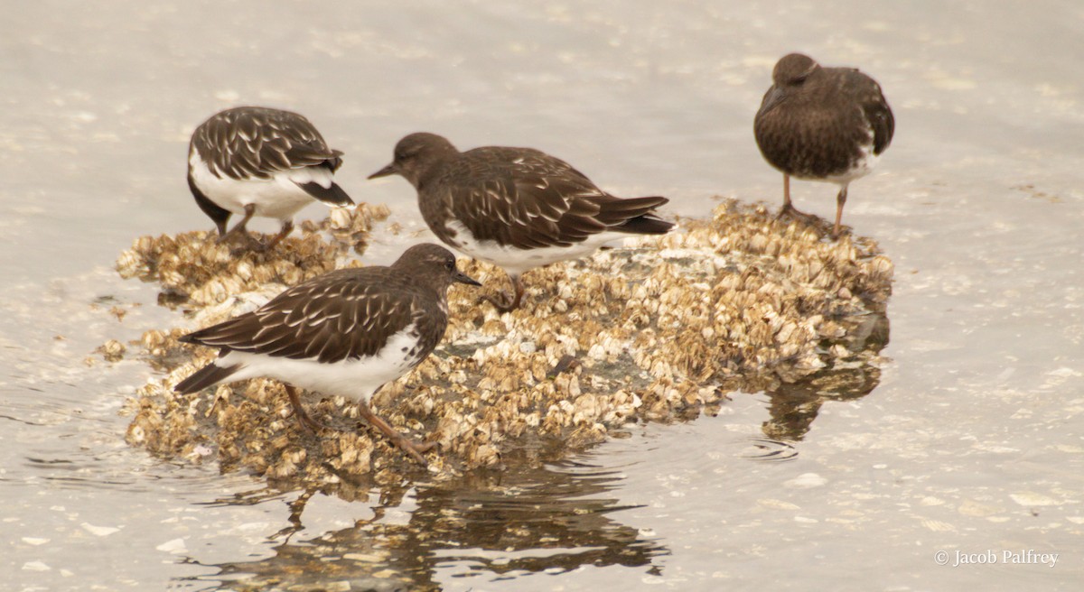 Black Turnstone - ML642675676
