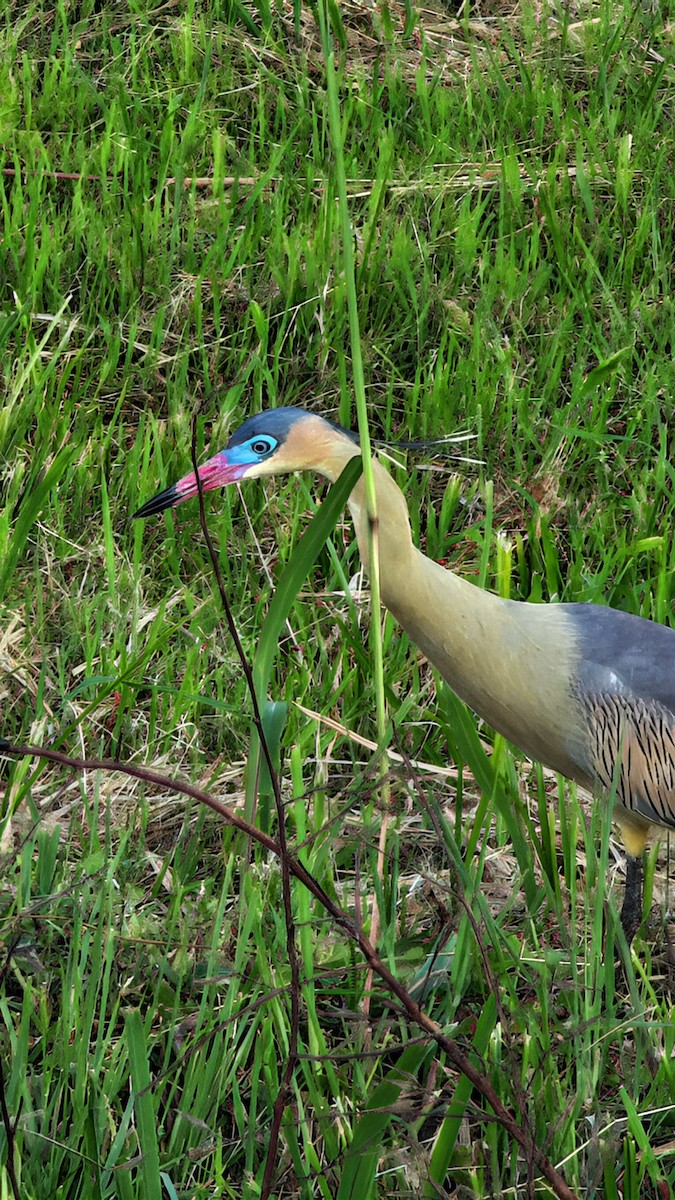 Whistling Heron - ML642675679