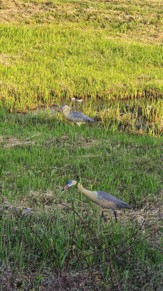 Whistling Heron - ML642675680