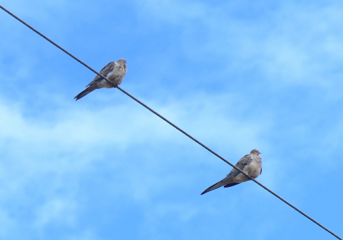 Mourning Dove - ML642675689