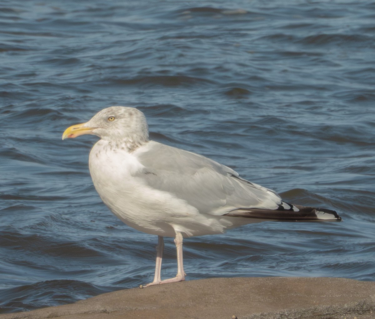 American Herring Gull - ML642675690