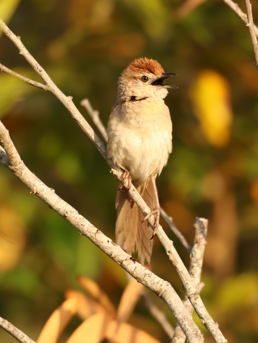 Tawny Grassbird - ML642675691