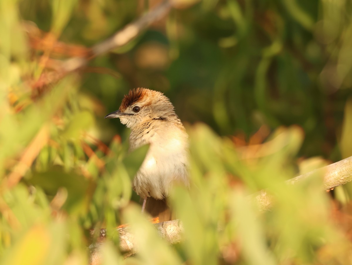 Tawny Grassbird - ML642675692