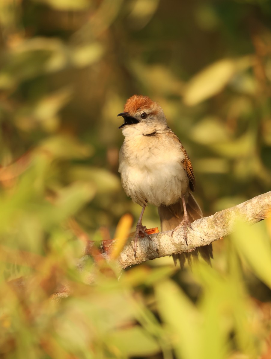Tawny Grassbird - ML642675693