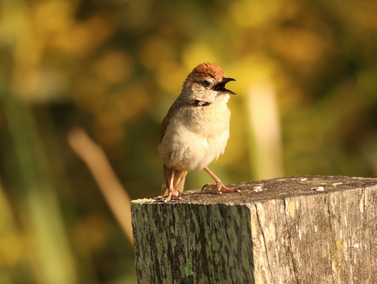 Tawny Grassbird - ML642675694