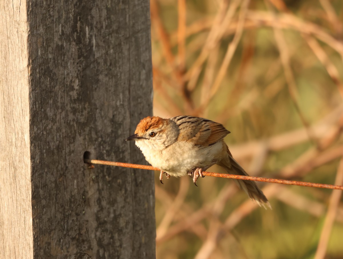 Tawny Grassbird - ML642675695