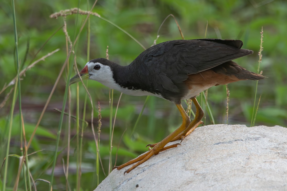 White-breasted Waterhen - ML642675696