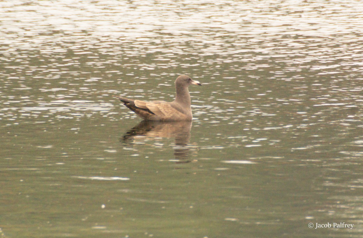 Heermann's Gull - ML642675697