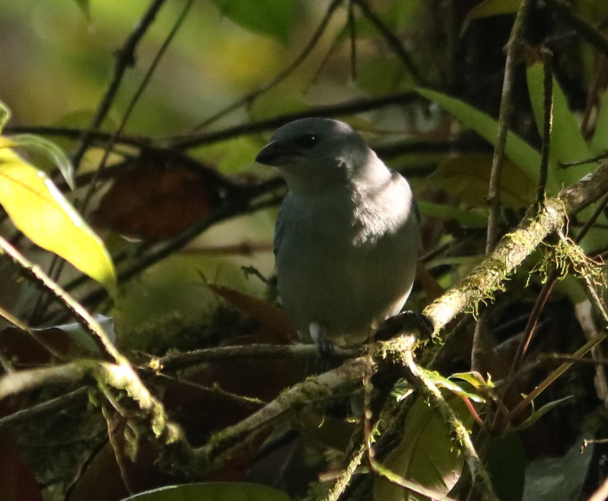 Azure-shouldered Tanager - ML642675699