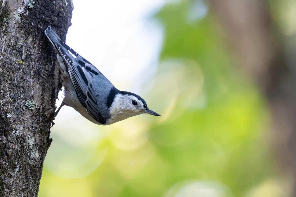 White-breasted Nuthatch - ML642675702