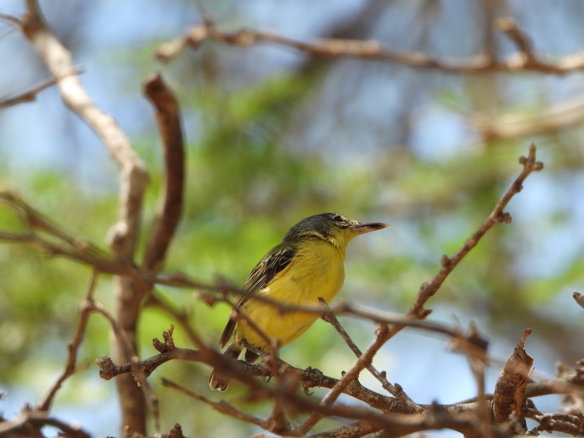 Maracaibo Tody-Flycatcher - ML642675703