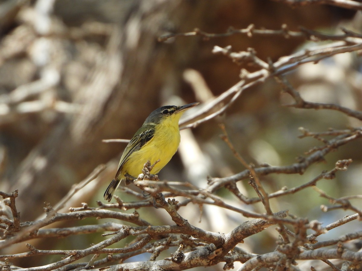 Maracaibo Tody-Flycatcher - ML642675705