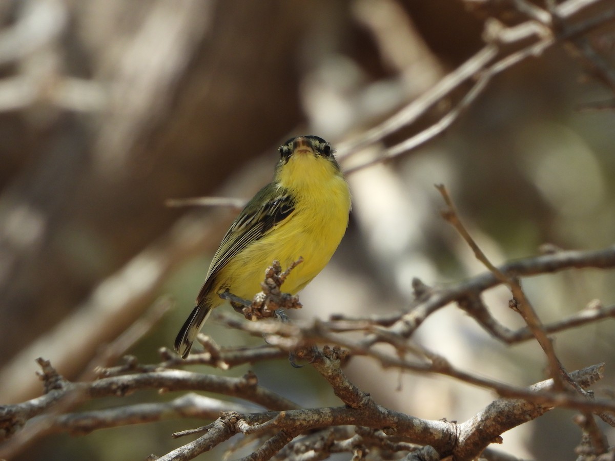 Maracaibo Tody-Flycatcher - ML642675707