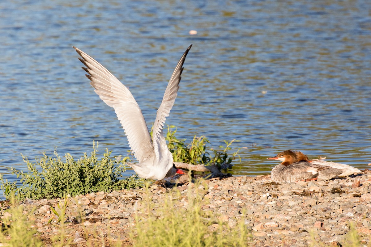 Caspian Tern - Garrett Lau