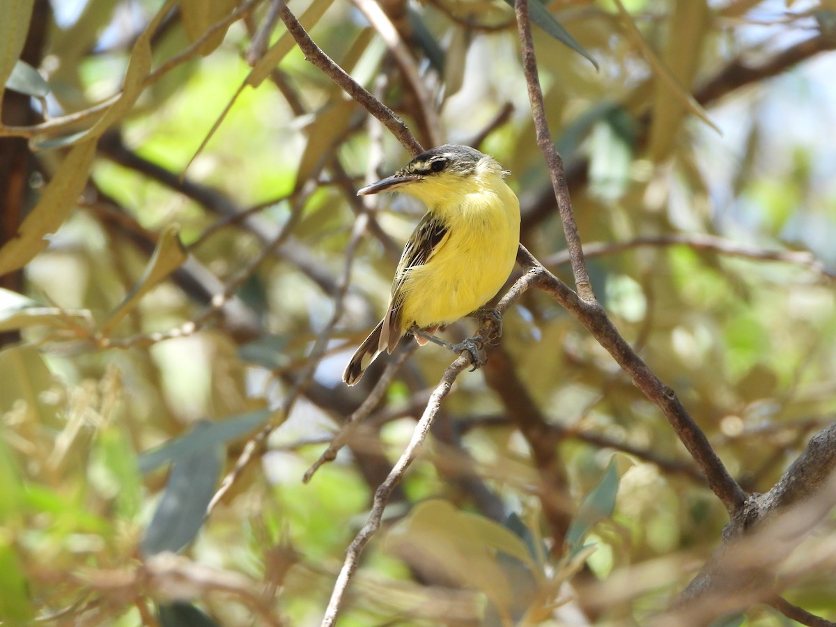 Maracaibo Tody-Flycatcher - ML642675710