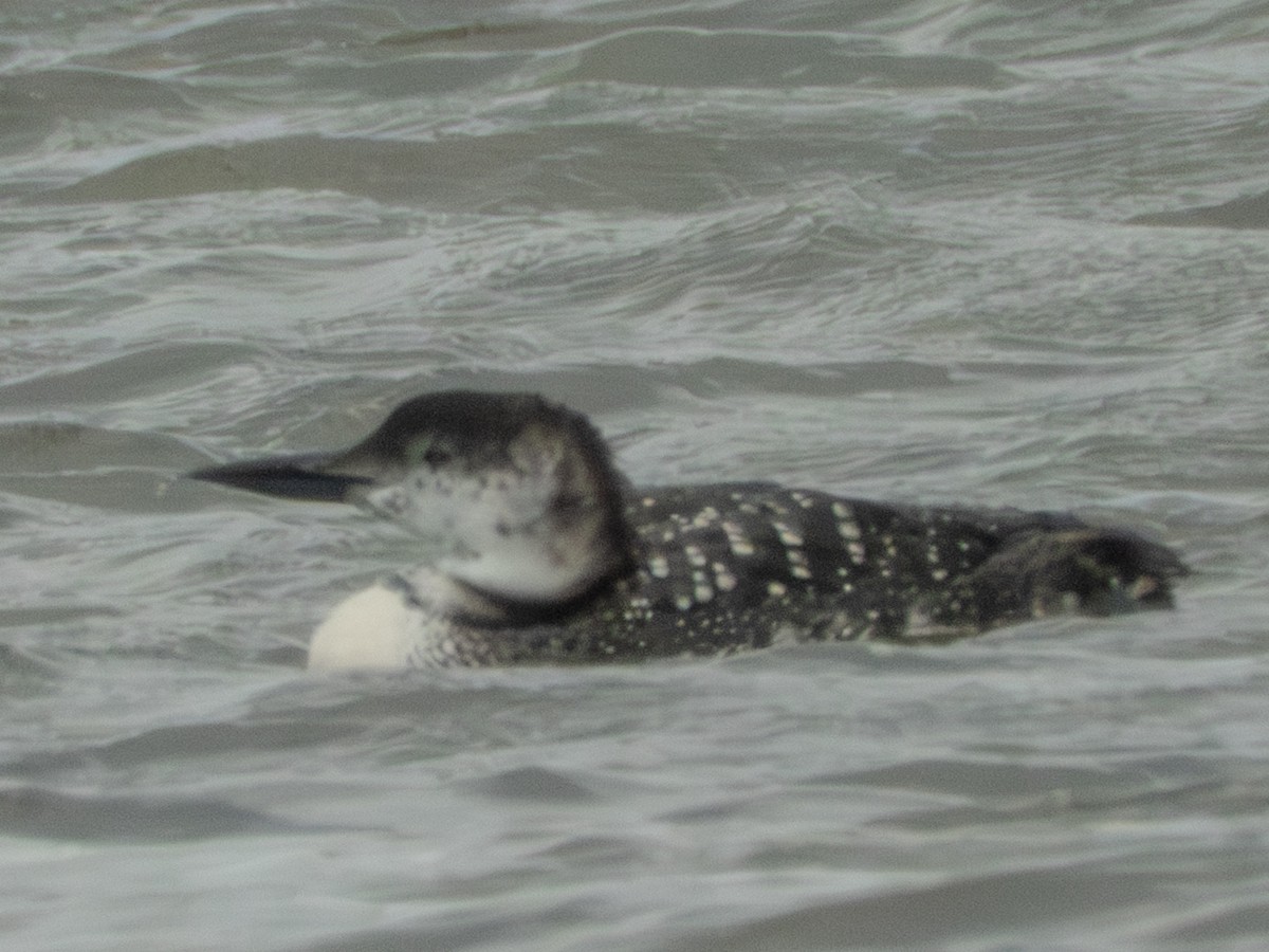 Common Loon - ML642675711