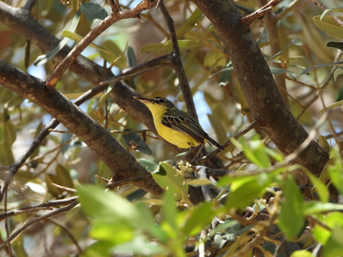 Maracaibo Tody-Flycatcher - ML642675712
