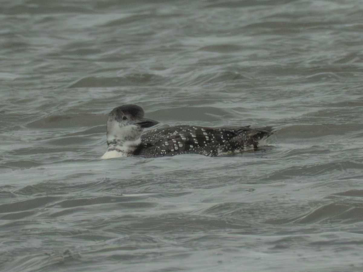 Common Loon - ML642675713