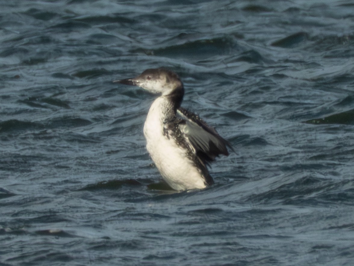 Common Loon - ML642675714