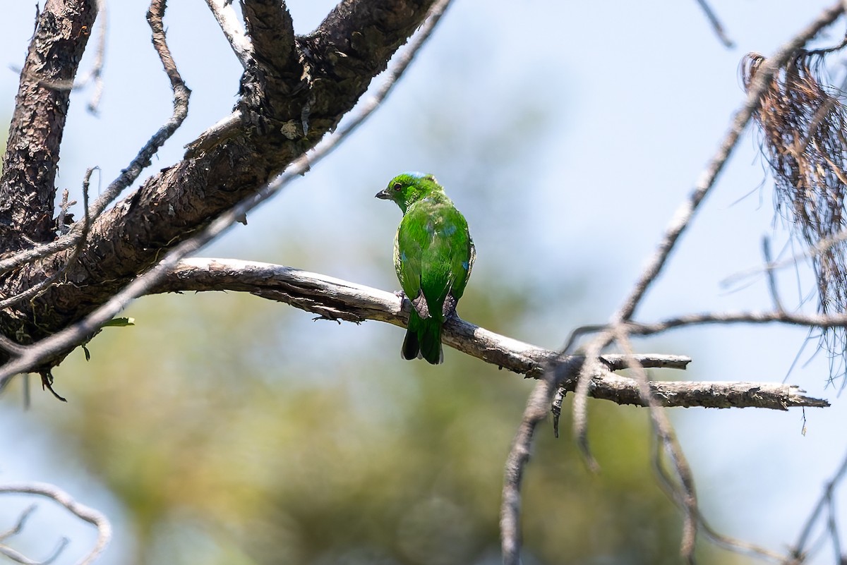 Blue-crowned Chlorophonia - ML642675717