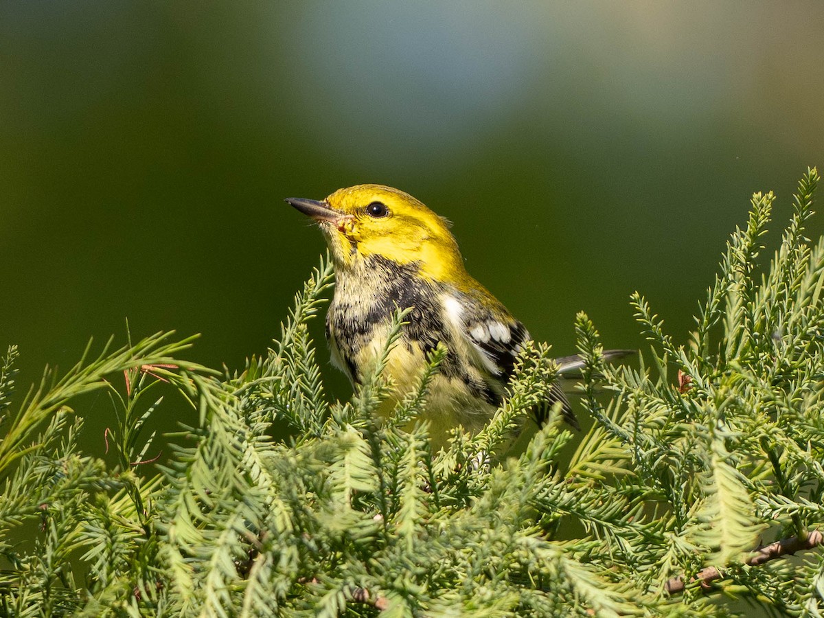 Black-throated Green Warbler - ML642675718
