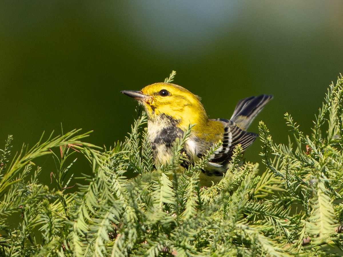 Black-throated Green Warbler - ML642675719