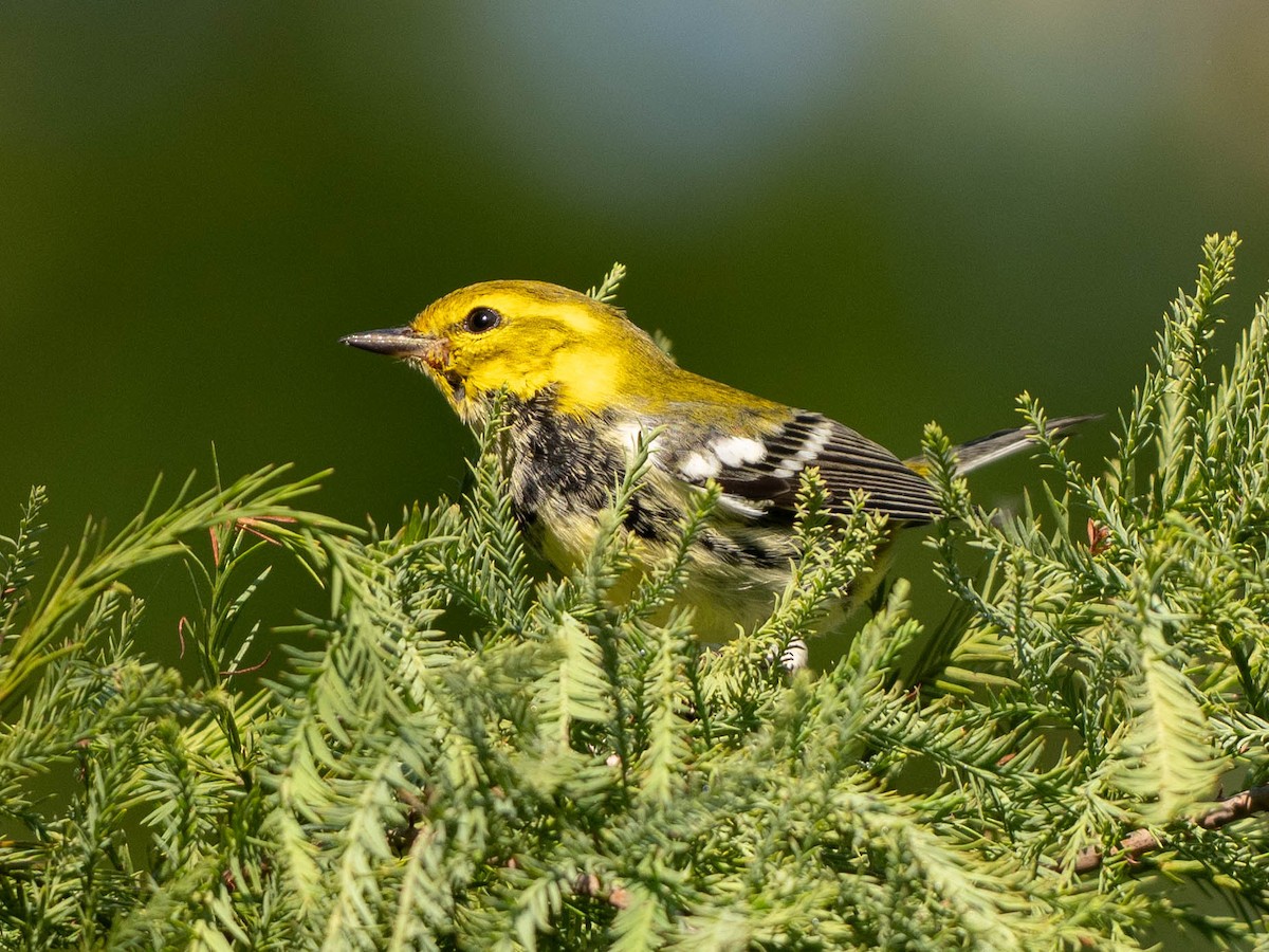 Black-throated Green Warbler - ML642675720