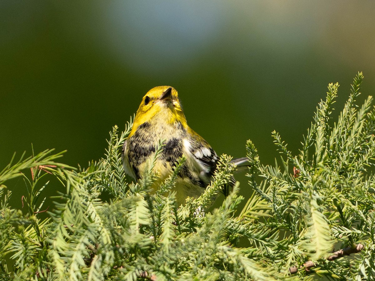 Black-throated Green Warbler - ML642675721