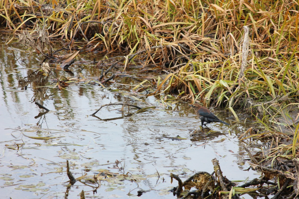 Rusty Blackbird - ML642675724