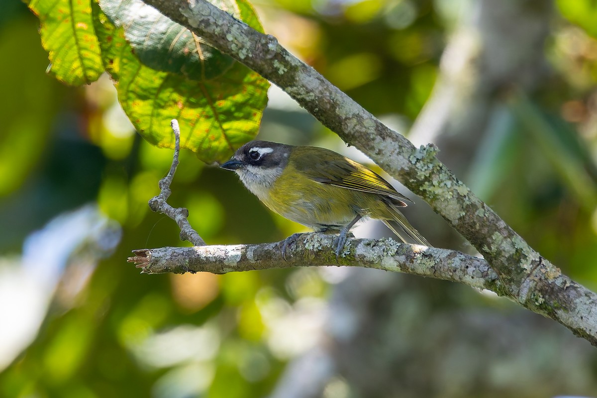 Common Chlorospingus - ML642675729