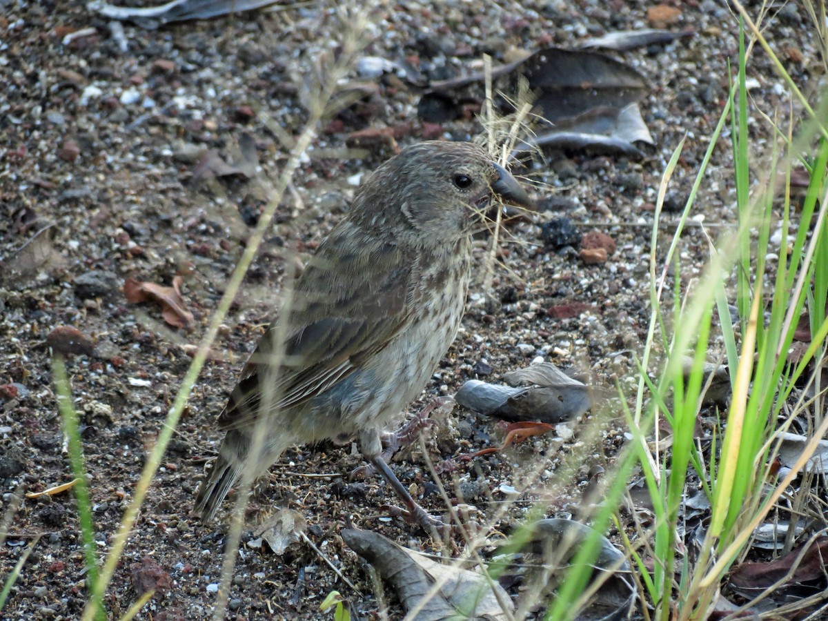 Large Ground-Finch - ML642675734
