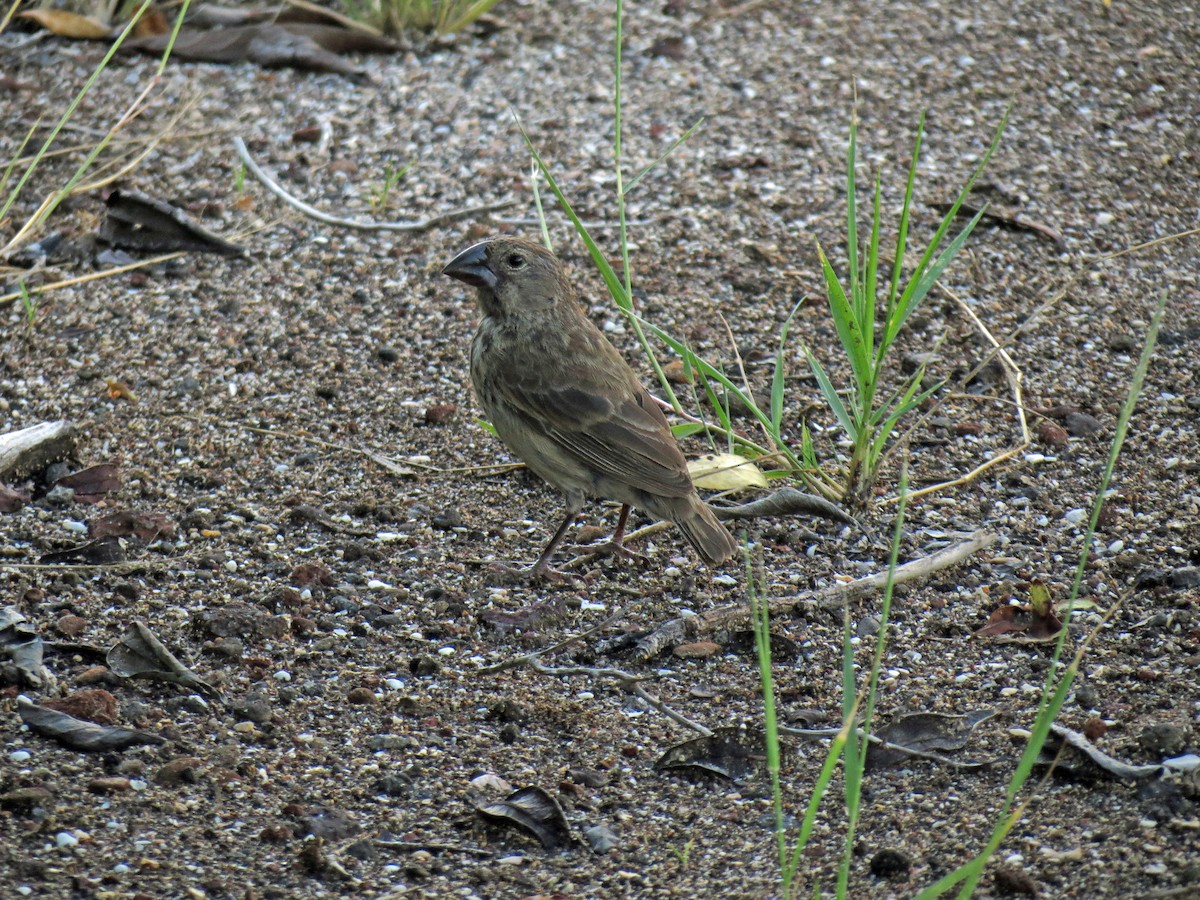 Large Ground-Finch - ML642675735