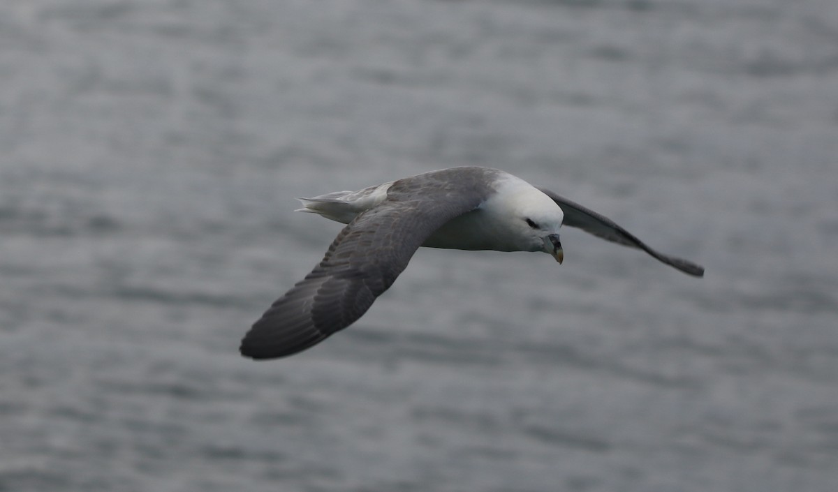 Northern Fulmar - ML642675738