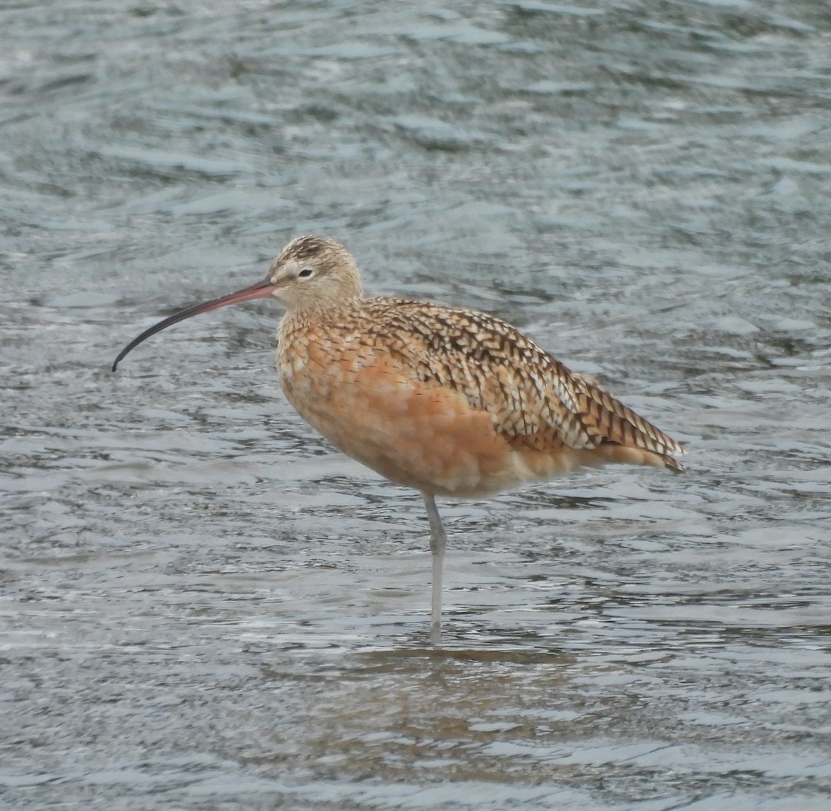 Long-billed Curlew - ML642675749