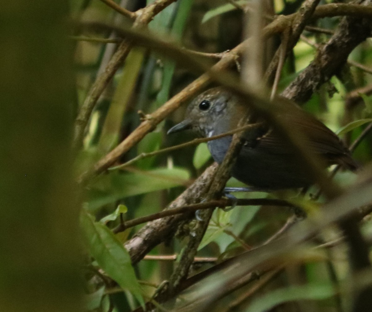 Star-throated Antwren - ML642675751