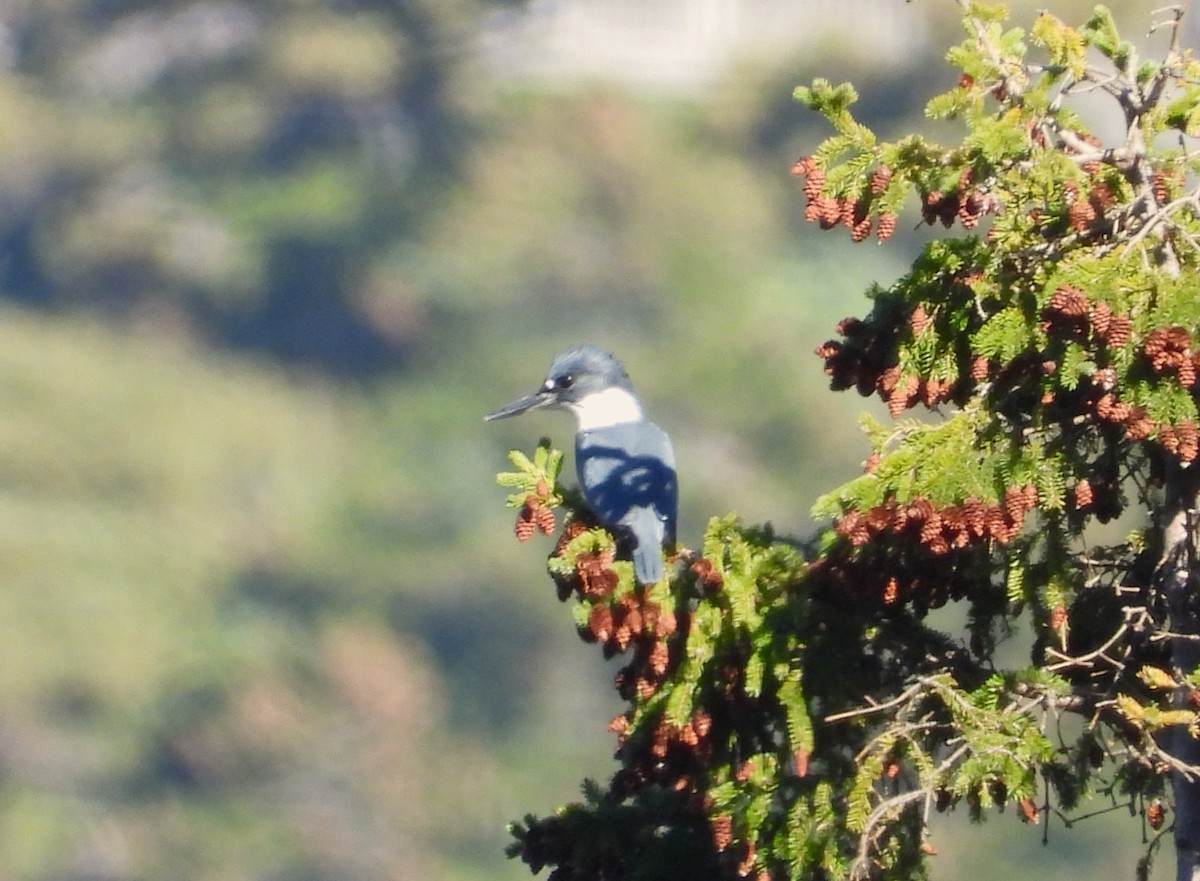 Belted Kingfisher - ML642675762