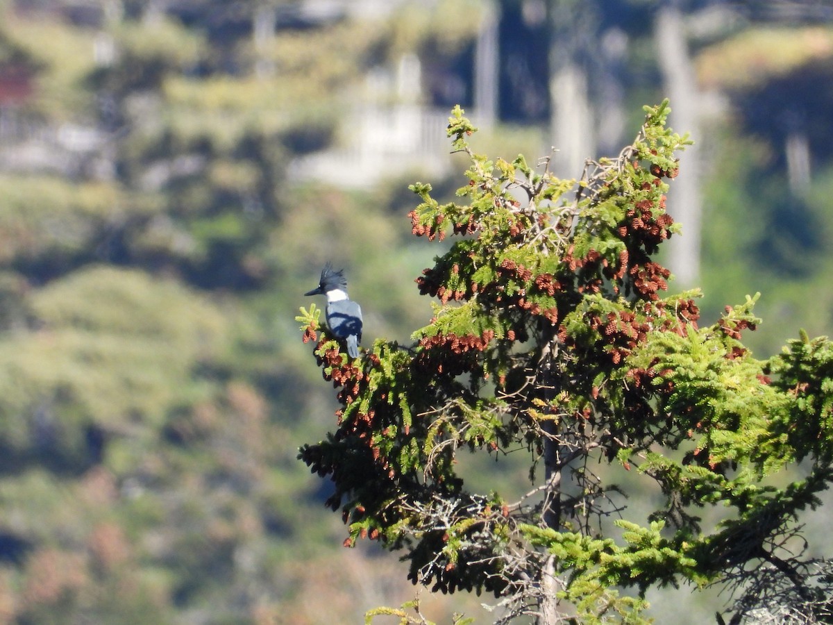 Belted Kingfisher - ML642675763