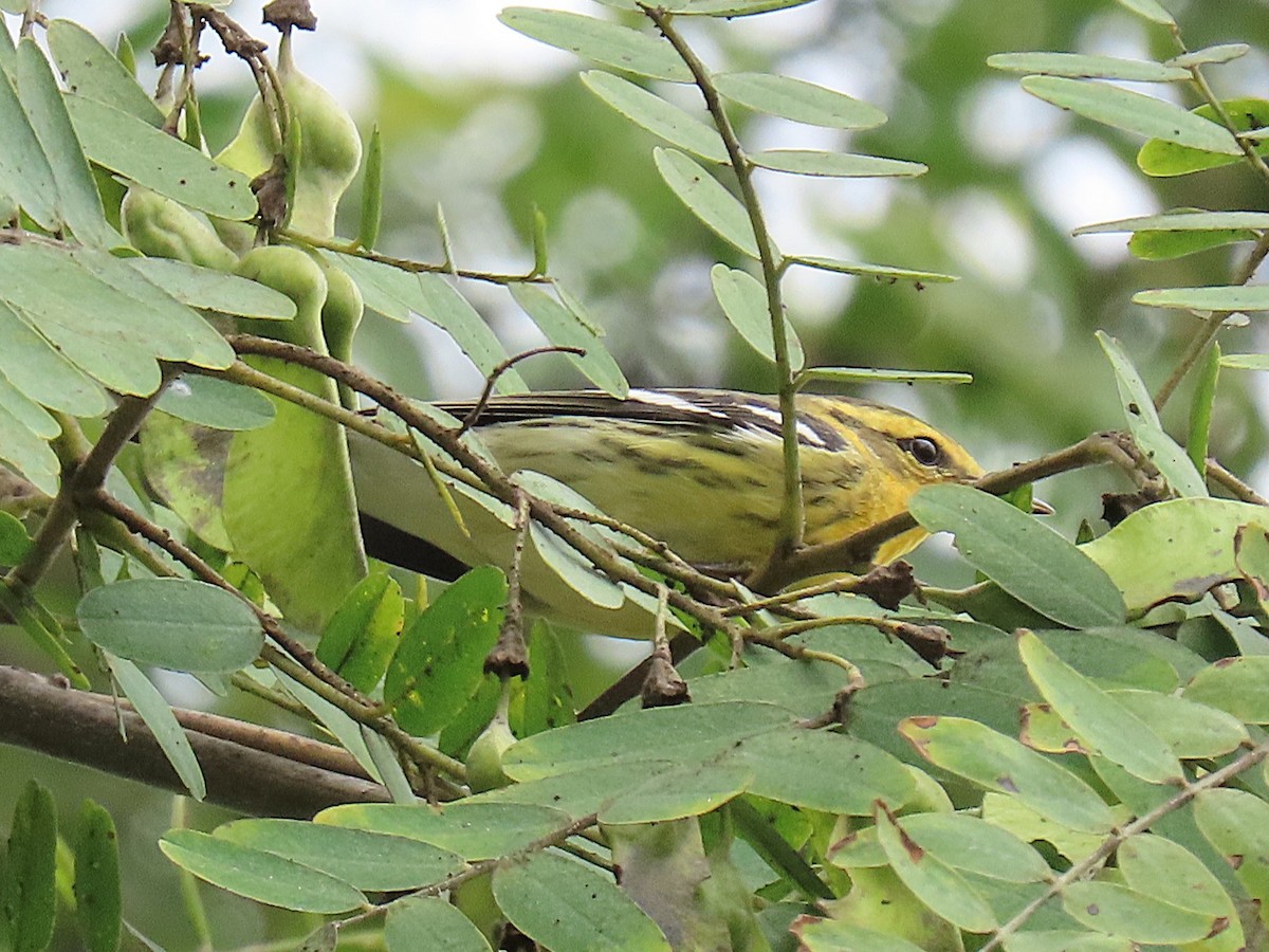 Blackburnian Warbler - ML642675765