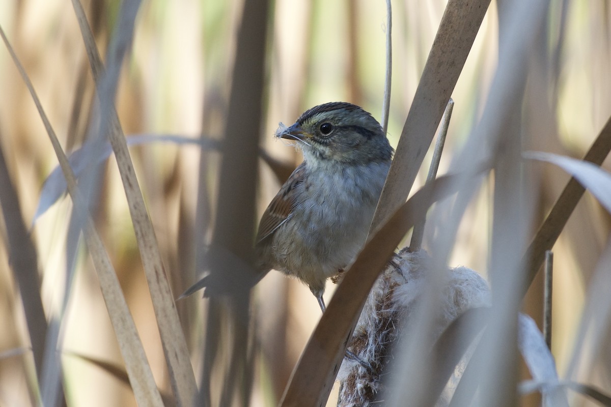 Swamp Sparrow - ML642675767