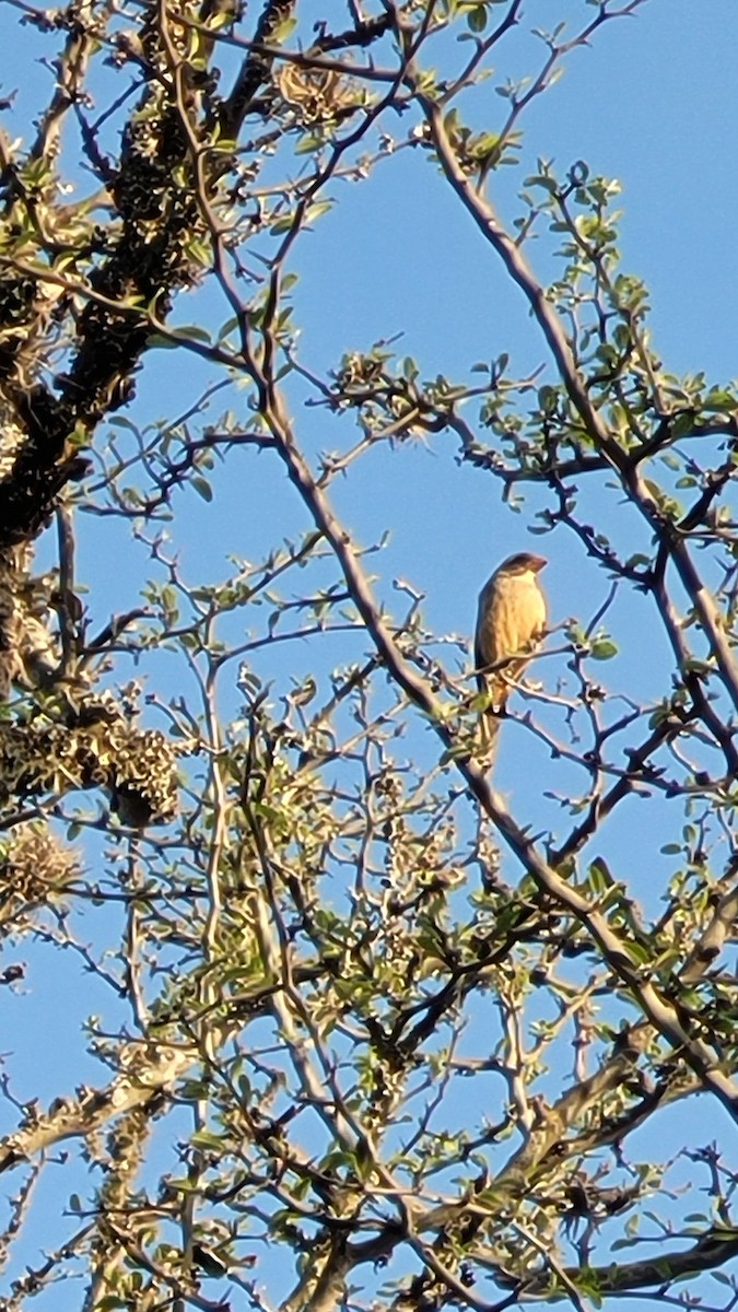 Golden-billed Saltator - ML642675768