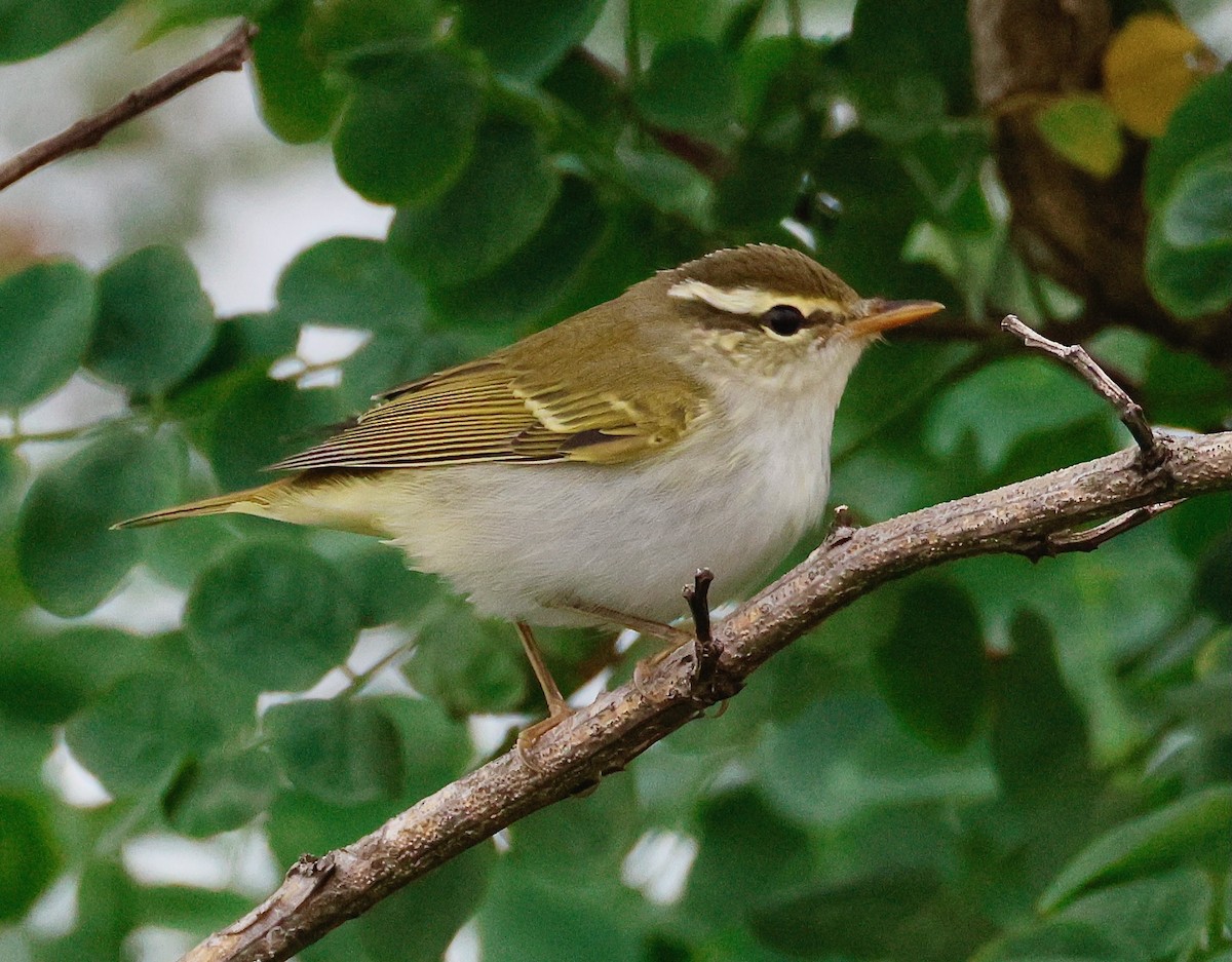 Eastern Crowned Warbler - ML642675769